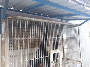 BKSDA Aceh Sita 1 Ekor Siamang dan 2 Binturong dari Warga