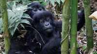 Foto: Keakraban Keluarga Gorila yang Terancam Punah di Rwanda
