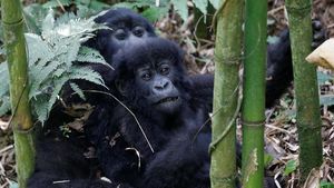 Foto: Keakraban Keluarga Gorila yang Terancam Punah di Rwanda