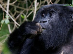 Viral Gorila di Ragunan Lempar Kayu ke Arah Pengunjung, Ini Kata Pengelola