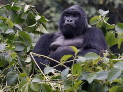 Lucu! Gorila Ini Pandai Meniru Gaya Pawang Bonbinnya