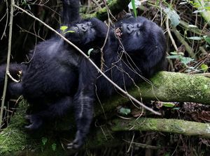 Cuan! Rwanda Perpanjang Lagi Promosi Wisata Gorila Cuan! Rwanda Perpanjang Lagi Promosi Wisata Gorila