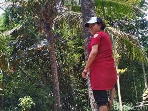 Kisah Mimin, Wanita Pemanjat Pohon Kelapa Bantu Ekonomi Keluarga