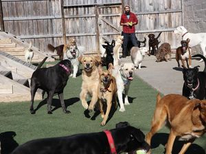Mengintip Tempat Penitipan Anjing Paling Bahagia