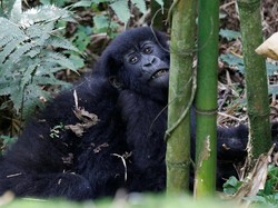 Populasi Gorila Gunung di Rwanda Kian Membludak