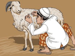 Menghitung Bulu Domba