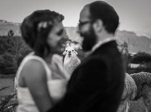 Aksi Hewan dalam Foto Pernikahan Bikin Gemas