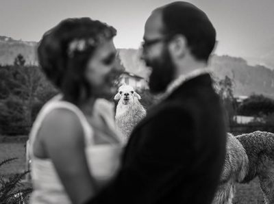 Aksi Hewan dalam Foto Pernikahan Bikin Gemas