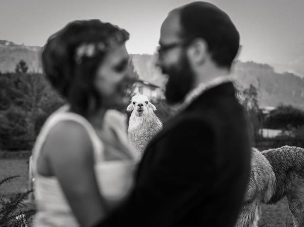 Aksi Hewan dalam Foto Pernikahan Bikin Gemas