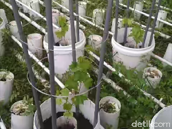 Budidaya Sayuran dan Ikan dengan Sistem Aquaponik Ala Henri