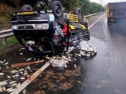 Pikap Terguling, Muatan Ikan Berhamburan di Jalan Tol Jati Asih