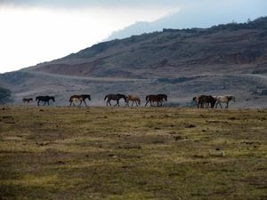 Siapa Sangka Ini di Kupang