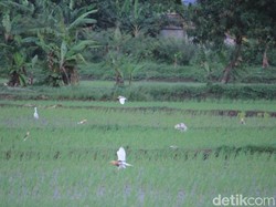 Menengok Kampung Blekok di Bandung