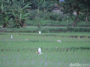 Menengok Kampung Blekok di Bandung Menengok Kampung Blekok di Bandung
