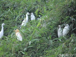 Menjaga Habitat Blekok di Area Rancabayawak Bandung