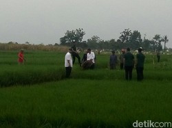 Saat Ganjar Jatuh di Sawah Lalu Dipegangi Jokowi