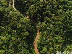 157 Ribu Ha Lahan Gambut di Kalteng Direstorasi, Ini Hasilnya