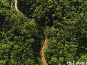 157 Ribu Ha Lahan Gambut di Kalteng Direstorasi, Ini Hasilnya 157 Ribu Ha Lahan Gambut di Kalteng Direstorasi, Ini Hasilnya