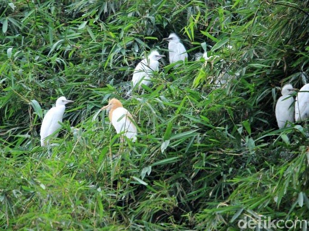 Menyaksikan Burung Kuntul dan Blekok Bebas Liar di Rancabayawak