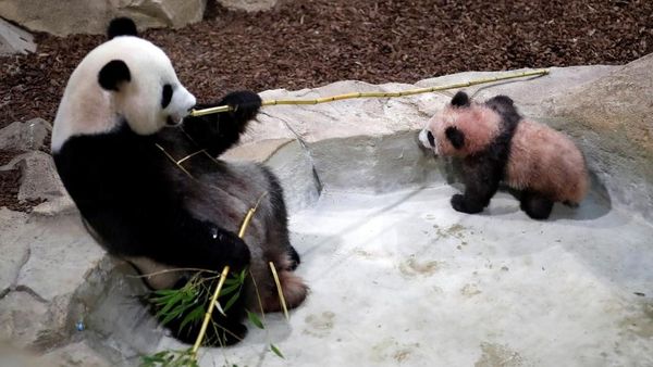 Debut Perdana Yuan Meng, Bayi Panda Pertama di Prancis