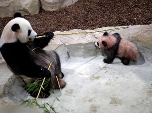 Panda-panda Berpelukan di Salju, Lucu Banget! Panda-panda Berpelukan di Salju, Lucu Banget!