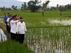 Jokowi Blusukan Lintasi Hamparan Sawah di Tasikmalaya