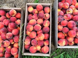 Australia Kekurangan Tenaga Kerja Pemetik Buah