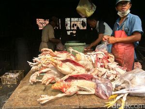 Harga Ayam Terus Naik dan Langka di Sidoarjo, Ini Penyebabnya