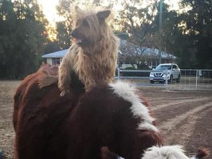 Cerita Rusty, Anjing Iseng yang Numpang Truk Keliling Australia