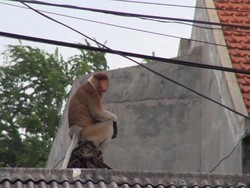 Sempat Kabur, Bekantan Kebun Binatang Surabaya Dapat Ditangkap