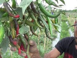 Petani Cabai Banyuwangi Merugi, Hujan Paksa Panen Lebih Dini