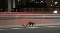 Ini Walabi yang Bikin Heboh di Sydney Harbour Bridge