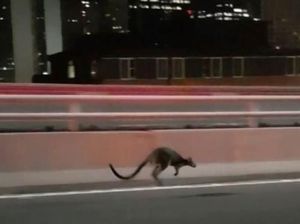 Ini Walabi yang Bikin Heboh di Sydney Harbour Bridge