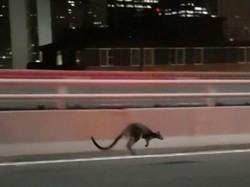 Bikin Heboh! Walabi Mendadak Muncul di Sydney Harbour Bridge