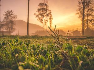 Morning Breeze