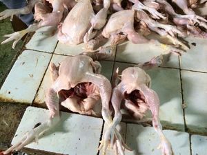 Ada Dua Daging Ayam Beda Ukuran di Pasar, Berapa Harganya?