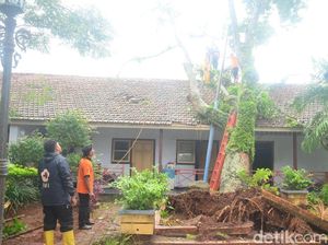 Pohon Kanthil Tempat Merenung RA Kartini di Jepara Tumbang Pohon Kanthil Tempat Merenung RA Kartini di Jepara Tumbang