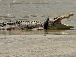 Ini Penampakan Buaya yang Tersangkut Ban Motor di Palu