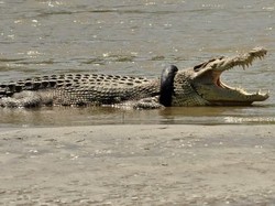 Heboh Buaya di Palu Tersangkut Ban Motor 1 Tahun Lebih