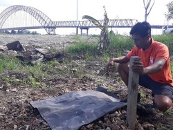 Belum Diautopsi, Bangkai Orangutan Tanpa Kepala Sudah Dikubur