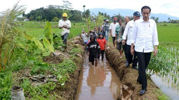Susuri Sawah, Jokowi Cek Padat Karya Cash di Tasikmalaya
