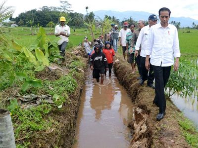 Susuri Sawah, Jokowi Cek Padat Karya Cash di Tasikmalaya