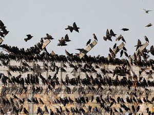 Kenapa Burung yang Migrasi Bisa Tahan Cuaca dan Jarak Ekstrem?