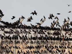 Kenapa Burung yang Migrasi Bisa Tahan Cuaca dan Jarak Ekstrem?