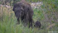 Potret Gajah Liar di Bengkalis Riau yang Baru Melahirkan