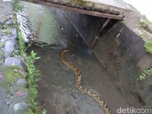 Ular Sanca Muncul di Selokan, Bikin Geger Warga Daeng Tata Makassar