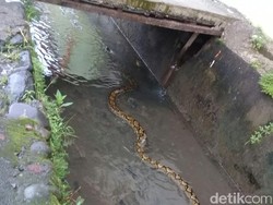 Ular Sanca Muncul di Selokan, Bikin Geger Warga Daeng Tata Makassar