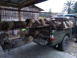 Warga Aceh Ditangkap karena Pelihara 67 Landak