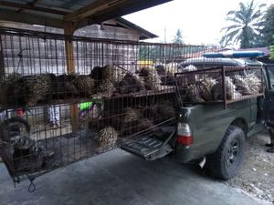 Warga Aceh Ditangkap karena Pelihara 67 Landak Warga Aceh Ditangkap karena Pelihara 67 Landak