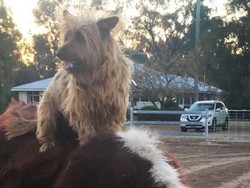 Anjing Ini Lintasi Queensland Sejauh 1.500 Km Menumpang di Truk